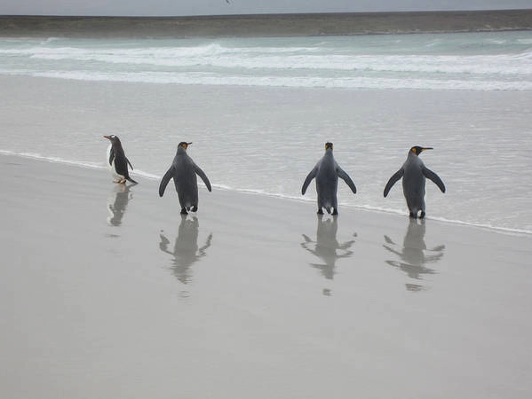 The Falkland Islands, No. 43 After traveling several hours, our 4x4 vehicle reached Volunteer Point. The penguins were awe inspiring.  — Randy Richardson, Camarillo, Calif. (Submitted May 4)