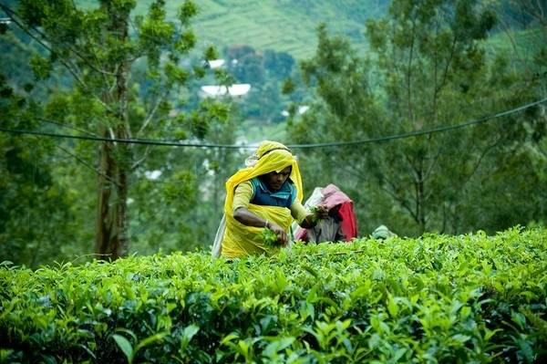 Du lich Sri Lanka - Bộ sưu tập đồi chè vòng quanh thế giới