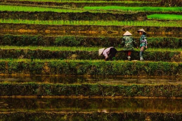 Các nhiếp ảnh gia Thổ Nhĩ Kỳ cũng có cơ hội đến với nhiều cảnh đẹp khác của Việt Nam, trải nghiệm hoạt động sinh hoạt trong đời sống hàng ngày. Trên đây là hình ảnh cấy lúa của những phụ nữ trên các thửa ruộng bậc thang. Hình do nhiếp ảnh gia Banu Cihan chụp. Các nhiếp ảnh gia Thổ Nhĩ Kỳ cũng có cơ hội đến với nhiều cảnh đẹp khác của Việt Nam, trải nghiệm hoạt động sinh hoạt trong đời sống hàng ngày. Trên đây là hình ảnh cấy lúa của những phụ nữ trên các thửa ruộng bậc thang. Hình do nhiếp ảnh gia Banu Cihan chụp.