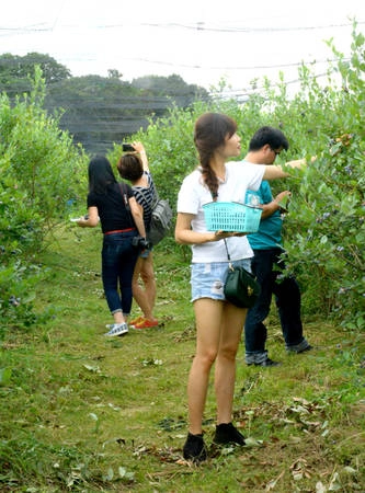 Quả việt quất khi chín mọng cũng dễ nứt, chảy nước rất đến hỏng, do đó khách hái phải rất nhẹ nhàng. Một vườn họ thường trồng khoảng vài trăm gốc. Ngoài cho khách trải nghiệm, vườn còn cho trái để làm một số loại mứt việt quất rất ngon.