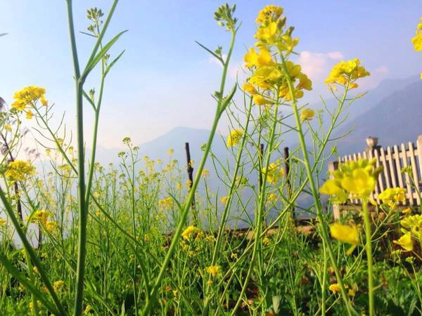 Ảnh: VietTrekking Homestay Ảnh: VietTrekking Homestay