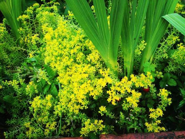 Ảnh: VietTrekking Homestay Ảnh: VietTrekking Homestay