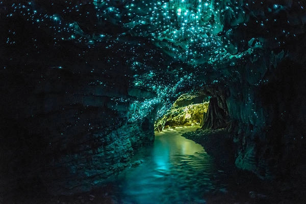 Hang động đom đóm Waitomo kỳ ảo ở New Zealand