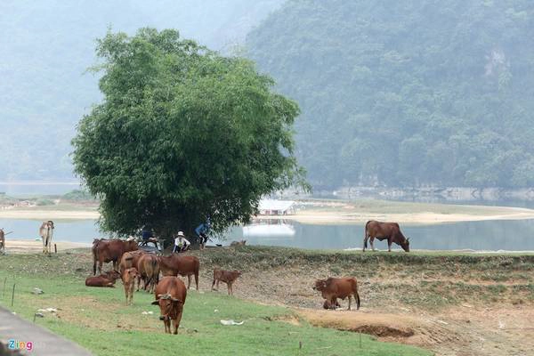Những chú bò nhởn nhơ gặm cỏ tạo nên phong cảnh bình dị mà cũng sơn thủy hữu tình.