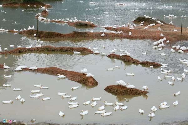 Một người dân cho biết, cá được thả nuôi trên mặt hồ cho phát triển tự nhiên mà không phải cho ăn thức ăn công nghiệp nên vừa bảo vệ được môi trường lại vừa có chất lượng thịt thơm ngon như cá ở tự nhiên.