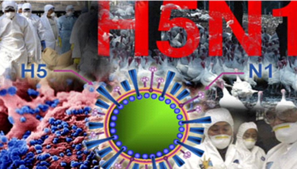 Cúm gia cầm h5n1