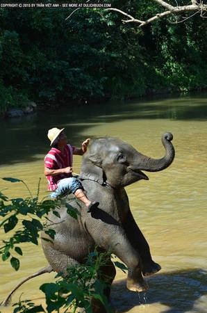 voi-massage-du-khach-o-chiang-mai-ivivu-7