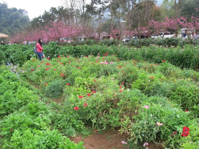 Anh túc và anh đào, câu chuyện của Doi Angkhang quá khứ - hiện tại - Ảnh: T.M.H.