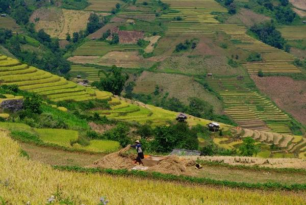 So với Lào Cai, Yên Bái... tháng 11 mới chính thức là "mùa vàng" ruộng bậc thang ở Chiềng Ân. So với Lào Cai, Yên Bái... tháng 11 mới chính thức là "mùa vàng" ruộng bậc thang ở Chiềng Ân.