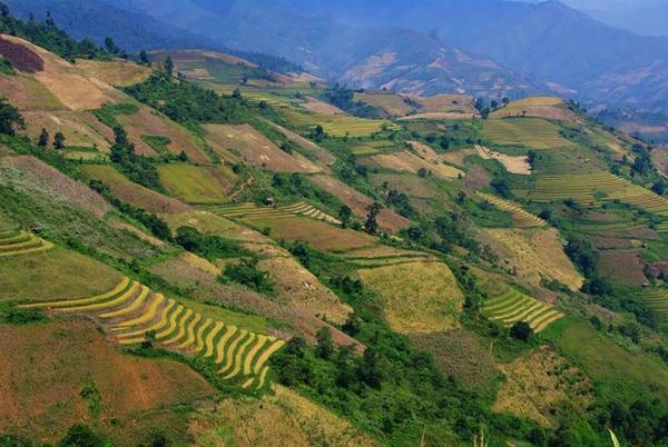 Ở những góc khác trong thung lũng, bạn có thể nhận thấy vẫn còn rất nhiều ruộng bậc thang mà lúa trên nương vẫn đang xanh rì... Ở những góc khác trong thung lũng, bạn có thể nhận thấy vẫn còn rất nhiều ruộng bậc thang mà lúa trên nương vẫn đang xanh rì...