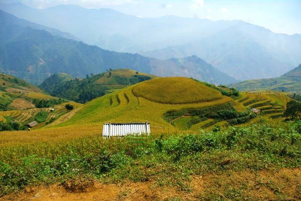 "Mâm xôi vàng" đầy đặn và no ấm của xã, hình ảnh gợi nhắc đến mâm xôi vàng nổi tiếng tận xứ Mù Cang Chải, nhưng khác là không hề có bóng dáng của khai thác du lịch. "Mâm xôi vàng" đầy đặn và no ấm của xã, hình ảnh gợi nhắc đến mâm xôi vàng nổi tiếng tận xứ Mù Cang Chải, nhưng khác là không hề có bóng dáng của khai thác du lịch.