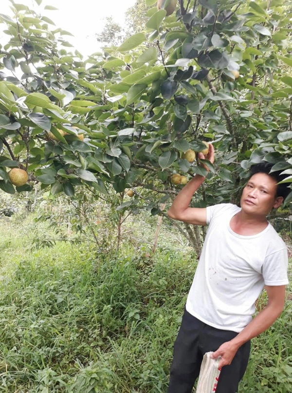 Ông Tẩn Lào Lù bên vườn lê Tai Nung.