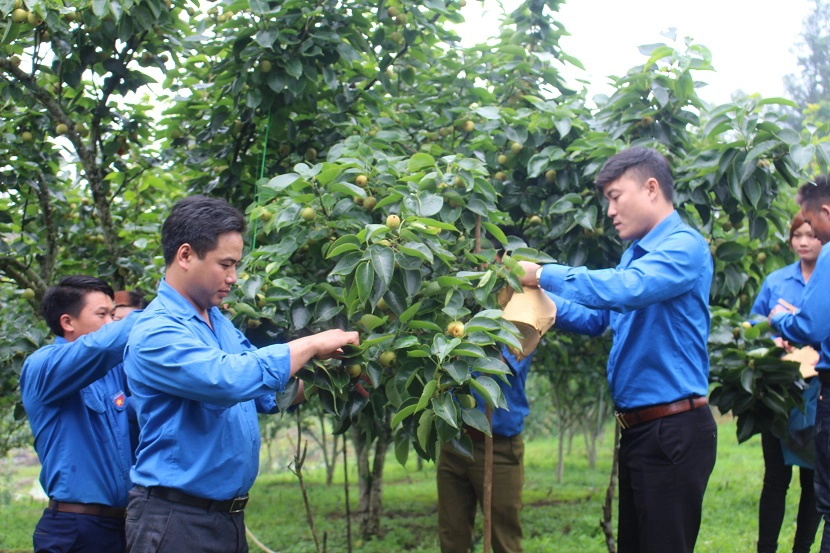 Cán bộ kỹ thuật hỗ trợ đoàn viên thanh niên xã Nậm Pung cách chăm sóc lê Tai Nung. Ảnh: Hoàng Trường-Phạm Thúy.
