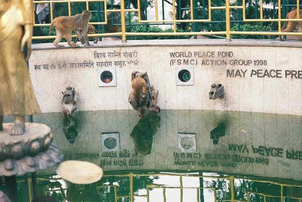 Tại Swayambunath ở trung tâm thủ đô Kathmandu của Nepal, khỉ được coi là linh vật. Ngôi đền này còn có tên là đền khỉ. Một chú khỉ đu người uống nước bên trong thánh tích này. Tại Swayambunath ở trung tâm thủ đô Kathmandu của Nepal, khỉ được coi là linh vật. Ngôi đền này còn có tên là đền khỉ. Một chú khỉ đu người uống nước bên trong thánh tích này.