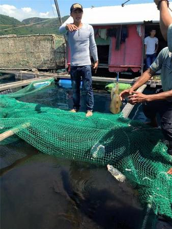 Nếu bạn có thời gian nhiều để tham quan thì có thể chuẩn bị dụng cụ để câu cá trên những hốc đá hay trên những chiếc bè nuôi tôm, cá của ngư dân. Ảnh: Pan Xê