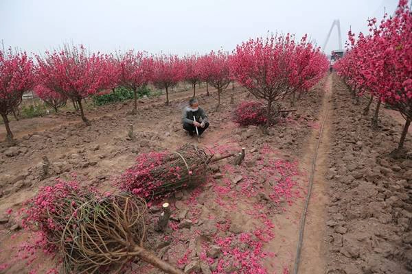 Những cành đào được đặt mua, chuẩn bị chở ra khỏi vườn. Những cành đào được đặt mua, chuẩn bị chở ra khỏi vườn.