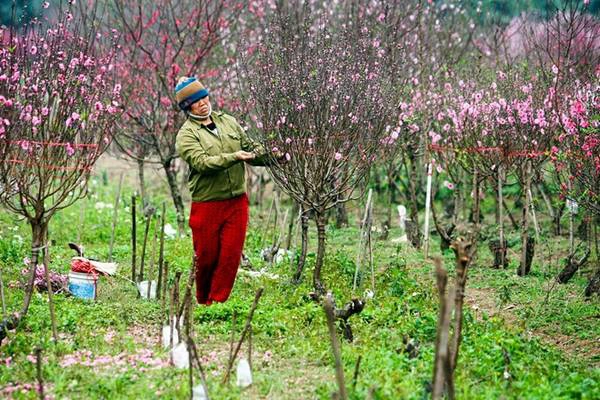 Những vườn trồng xen hai loại đào phai và đào thắm tạo nên hai loại màu luôn hấp dẫn du khách hơn cả. Những vườn trồng xen hai loại đào phai và đào thắm tạo nên hai loại màu luôn hấp dẫn du khách hơn cả.