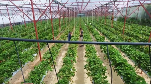 Nước và chất dinh dưỡng được cung cấp cho cây qua hệ thống tưới nhỏ giọt tự động một ngày khoảng 5-8 lần. Nguồn nước sử dụng lấy từ giếng đào, không ô nhiễm hay tồn dư kim loại nặng có hại cho đất và cây trồng.