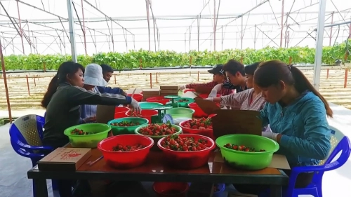 Dâu tây hái tại vườn được phân loại và xếp vào thùng, lót giấy ăn từng quả để tránh dập nát trong quá trình vận chuyển.