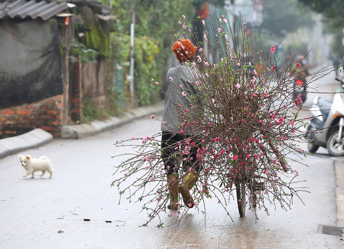 Những cành đào đã bung nụ theo chân người bán hàng rong len lỏi trên khắp phố phường thủ đô.