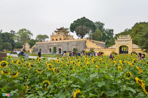 Hai vườn hoa hướng dương có tổng diện tích khoảng 2.000 m2 được trồng thành hai dải song song với tuyến đường Nguyễn Tri Phương và Hoàng Diệu đang thời kỳ nở rộ những bông vàng rực.