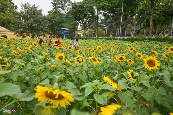 Chỉ với 30.000 đồng, bạn không chỉ được chiêm ngưỡng vườn hoa hướng dương tuyệt đẹp giữa lòng Hà Nội mà còn được tham quan các địa điểm trong khu di tích Hoàng thành Thăng Long.
