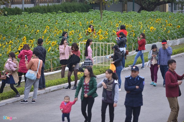 Buổi chiều ngày cuối tuần, đông đảo người dân thủ đô và du khách ghé thăm. Trước đây một vườn hoa hướng dương nổi tiếng khác ở tận Nghệ An cũng thu hút nhiều bạn trẻ từ xa lặn lội đến để chụp ảnh.