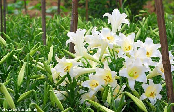 Để hoa nở đúng dịp, những nhà vườn thường trồng vào dịp tháng 9-10 âm lịch. Để hoa nở đúng dịp, những nhà vườn thường trồng vào dịp tháng 9-10 âm lịch.