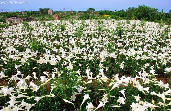 Hoa thường nở bắt đầu từ tháng 3 âm lịch và rộ vào giữa đến cuối tháng 4. Hoa thường nở bắt đầu từ tháng 3 âm lịch và rộ vào giữa đến cuối tháng 4.
