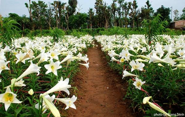 Hoa được trồng thành các luống, thẳng tắp nên khách có thể dễ dàng vào ngắm và chụp ảnh. Một chủ vườn cho biết vào những năm sương muối hoặc thời tiết bất thường, hoa nở muộn và hay bị sâu nên họ thường để cho hoa nở bung tạo nên cả một thảm hoa trắng. Hoa được trồng thành các luống, thẳng tắp nên khách có thể dễ dàng vào ngắm và chụp ảnh. Một chủ vườn cho biết vào những năm sương muối hoặc thời tiết bất thường, hoa nở muộn và hay bị sâu nên họ thường để cho hoa nở bung tạo nên cả một thảm hoa trắng.