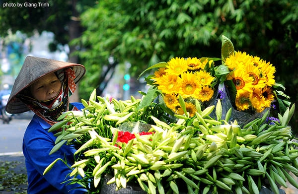 Hoa theo chân những người bán rong xuống phố. Mỗi bó 10 bông có giá 35.000 đồng. Hoa theo chân những người bán rong xuống phố. Mỗi bó 10 bông có giá 35.000 đồng.