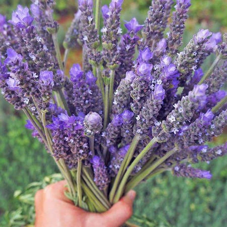 Trong vườn trồng nhiều loại oải hương nhưng tập trung vào ba dòng chính gồm Lavandula dentata, Lavandula 'Goodwin Creek Grey', Lavandula stoechas.