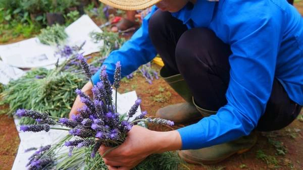 Những dòng oải hương đang trồng tại vườn anh Thành ra hoa quanh năm, do vậy bạn có thể tới bất kỳ mùa nào. Tuy nhiên tháng 7 - 8, Đà Lạt mưa nhiều, hoa trồng ngoài trời nên vườn thường ẩm ướt, dễ bẩn.