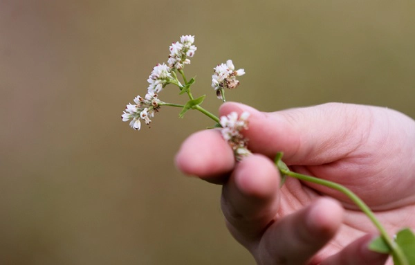 Hoa tam giác mạch được trồng ở Sài Gòn nhỏ xíu, có màu trắng pha chút hồng nhạt. Theo chị Anh Tú, hoa tam giác mạch trồng cũng đơn giản, chỉ cần tưới nước và bón phân đầy đủ, cây sẽ sinh trưởng và cho hoa. "Tuy nhiên, phải trồng ở gò đất cao thì cây mới phát triển ra hoa", chị nói. Hoa tam giác mạch được trồng ở Sài Gòn nhỏ xíu, có màu trắng pha chút hồng nhạt. Theo chị Anh Tú, hoa tam giác mạch trồng cũng đơn giản, chỉ cần tưới nước và bón phân đầy đủ, cây sẽ sinh trưởng và cho hoa. "Tuy nhiên, phải trồng ở gò đất cao thì cây mới phát triển ra hoa", chị nói.