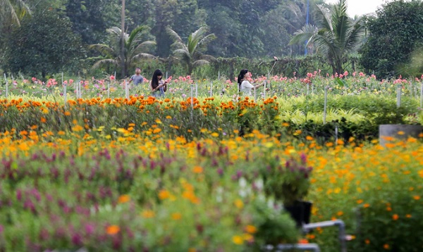Ngoài tam giác mạch, chị Anh Tú còn trồng nhiều loại hoa khác như cúc, hồng, lavender, hướng dương, phong lan, túy điệp... Ngoài tam giác mạch, chị Anh Tú còn trồng nhiều loại hoa khác như cúc, hồng, lavender, hướng dương, phong lan, túy điệp...