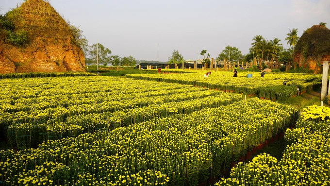 Giữa khu vườn, những lò gạch trăm tuổi với vẻ đẹp trầm mặc trở thành "background" lý tưởng cho những người mê chụp ảnh. Vườn cúc Hà Lan rộng 2.000 m2 của ông Nguyễn Văn Tuấn (43 tuổi) mỗi ngày có hàng trăm người đến chụp ảnh, nhưng ông vẫn không thu vé, để khách chụp cho vui.