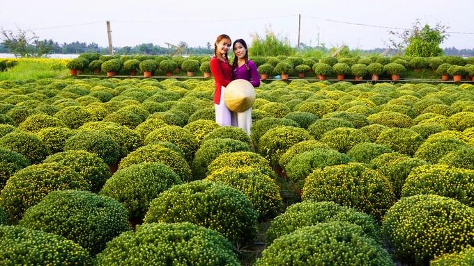 Chị Trịnh Huỳnh Hải Cơ (25 tuổi, phải, quê Bến Tre) cùng bạn chụp ảnh bên các luống cúc mâm xôi.