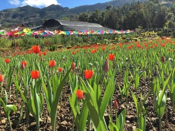 Tuy cây hoa không cao và bông không to, rực rỡ như tulip ở châu Âu, vườn hoa nở rộ đều mắt cũng tạo cảnh quan đẹp.