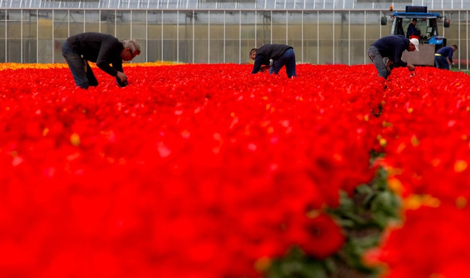 Keukenhof còn gọi là Vườn châu Âu, nằm ở Lisse, một thị trấn nhỏ ở phía nam Amsterdam. Đây là điểm tham quan thích hợp cho du khách đi theo nhóm hoặc gia đình có trẻ nhỏ, một điểm đến trong ngày có thể di chuyển dễ dàng từ trung tâm Amsterdam, sân bay Schiphol hoặc các thành phố khác của Hà Lan. Keukenhof còn gọi là Vườn châu Âu, nằm ở Lisse, một thị trấn nhỏ ở phía nam Amsterdam. Đây là điểm tham quan thích hợp cho du khách đi theo nhóm hoặc gia đình có trẻ nhỏ, một điểm đến trong ngày có thể di chuyển dễ dàng từ trung tâm Amsterdam, sân bay Schiphol hoặc các thành phố khác của Hà Lan.