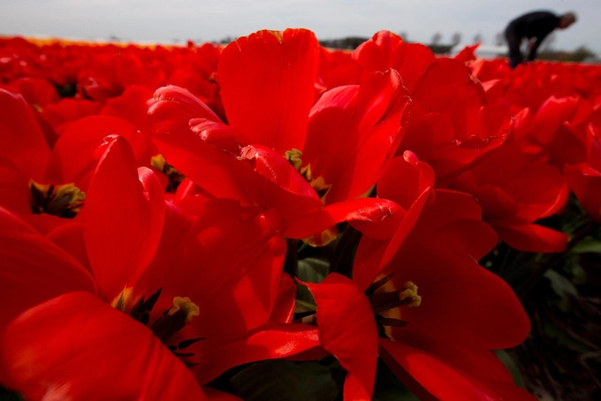 Thời gian thích hợp nhất để tham quan Keukenhof là giữa tháng 4 đến đầu tháng 5, cũng là mùa hoa tulip nở rộ nhất. Khu vườn hoa khổng lồ này vắng lặng hơn vào sáng sớm hoặc chiều muộn, khoảng thời gian buổi trưa thường đông đúc hơn. Thời gian thích hợp nhất để tham quan Keukenhof là giữa tháng 4 đến đầu tháng 5, cũng là mùa hoa tulip nở rộ nhất. Khu vườn hoa khổng lồ này vắng lặng hơn vào sáng sớm hoặc chiều muộn, khoảng thời gian buổi trưa thường đông đúc hơn.