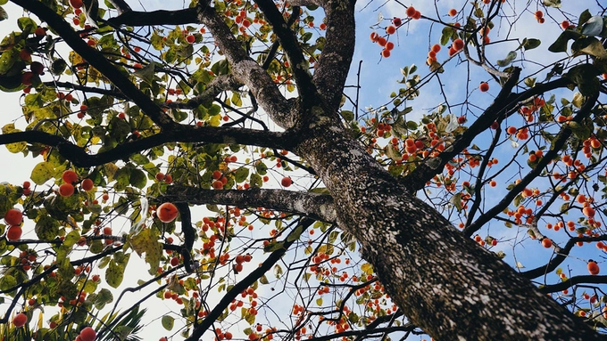 Các vườn hồng ở đây được trồng tự nhiên mà không có nhà lồng hay mái che. Dù vậy, vào mùa thu hoạch, chỉ cần bước chân vào vườn, bạn vẫn sẽ cảm nhận được mùi hồng chín thoang thoảng.