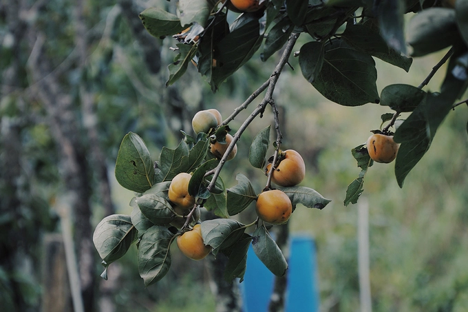 Hồng giòn được nhiều du khách ưa thích chọn làm quà cho gia đình và bạn bè vì trái chín ăn có vị ngọt, hương thơm dễ chịu. Điều khiến người ăn thích thú là độ giòn trong miệng và để được lâu. Tuỳ theo loại mà giá mỗi kg hồng có sự dao động. Nếu mua tại vườn, giá thấp nhất từ 13.000 đồng một kg.