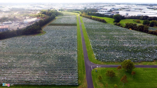 Tới thành phố ở đảo Bắc New Zealand, du khách có thể chọn nơi này làm điểm đến ngắm cảnh, hòa mình vào thiên nhiên xanh mát, đồng thời tìm hiểu cách trồng nho và sản xuất rượu vang tại đây. Tới thành phố ở đảo Bắc New Zealand, du khách có thể chọn nơi này làm điểm đến ngắm cảnh, hòa mình vào thiên nhiên xanh mát, đồng thời tìm hiểu cách trồng nho và sản xuất rượu vang tại đây.