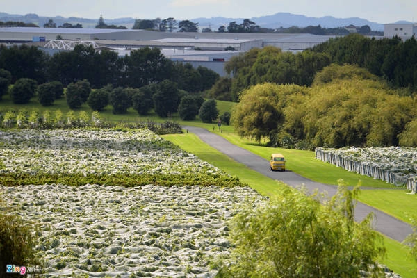 Một cánh đồng nho nằm trong hệ thống núi lửa ở đường Montgomerie, Mangere, thành phố Auckland, gần sân bay quốc tế Auckland (New Zealand). Một cánh đồng nho nằm trong hệ thống núi lửa ở đường Montgomerie, Mangere, thành phố Auckland, gần sân bay quốc tế Auckland (New Zealand).