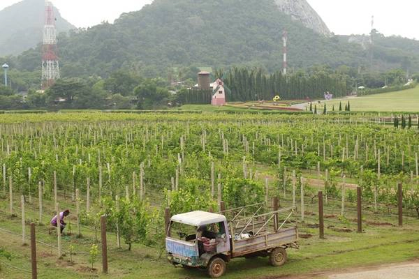 Tháng hai và ba là mùa thu hoạch, nho chín tím cả vườn, trông rất bắt mắt. Nho được chăm rất kỹ càng, sạch sẽ nên du khách yên tâm mua các sản phẩm ở đây để sử dụng.