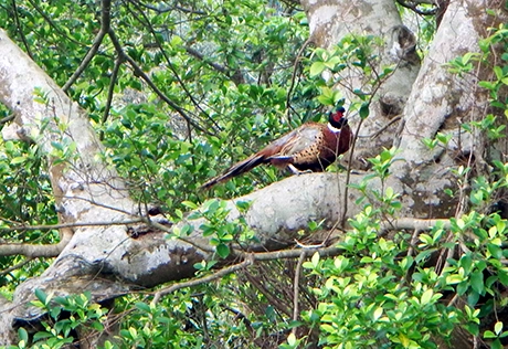 Những loài chim độc đáo ở đảo Ba Mùn. Ảnh: Báo Quảng Ninh.