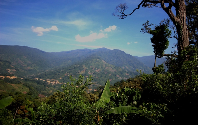 Đỉnh núi Ngọc Linh cao hơn 2.500 m nằm trên dãy Trường Sơn, trải dài ở ba tỉnh Quảng Ngãi, Kon Tum và Quảng Nam. Phía Quảng Nam thuộc xã Trà Linh, huyện Nam Trà My, ở đó người dân trồng sâm dưới những cánh rừng cổ thụ. Đỉnh núi Ngọc Linh cao hơn 2.500 m nằm trên dãy Trường Sơn, trải dài ở ba tỉnh Quảng Ngãi, Kon Tum và Quảng Nam. Phía Quảng Nam thuộc xã Trà Linh, huyện Nam Trà My, ở đó người dân trồng sâm dưới những cánh rừng cổ thụ.