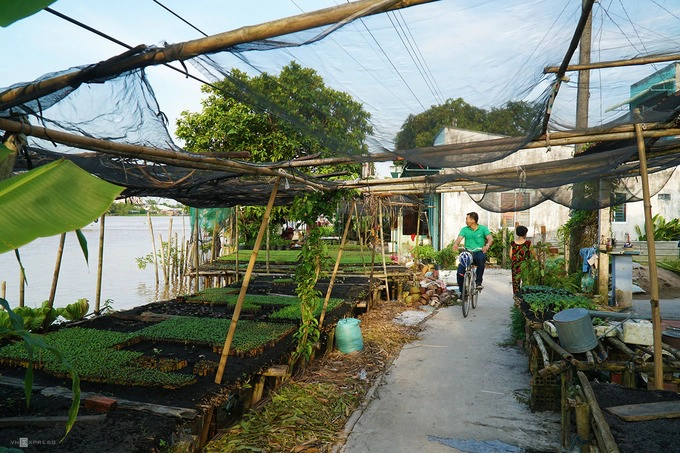 Buổi chiều tháng 9, một nhóm du khách đạp xe quanh những con đường bê tông nhỏ, một bên là sông Ba Láng, phía còn lại là nhà của những người dân ấp Nhơn Hưng. Họ ghé thăm cơ sở ươm giống của gia đình ông Lý Em để tìm hiểu về quy trình cũng như cách cho ra một chậu cây mầm.