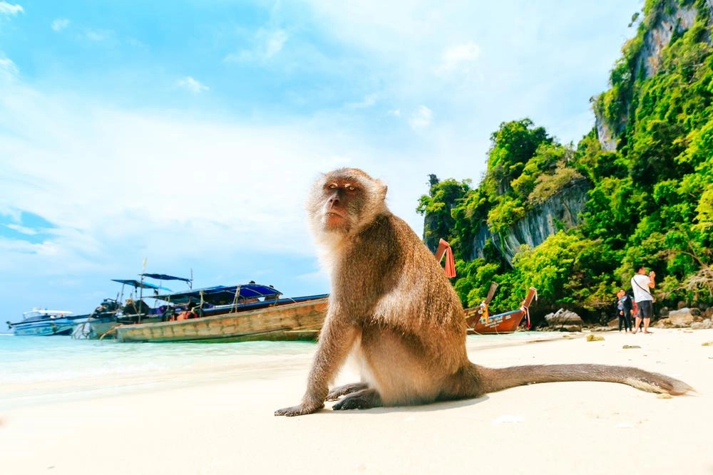 Thông thường, những người đi tour hay thuê tàu riêng đều không bỏ qua trải nghiệm khám phá bãi Khỉ. Đúng như tên gọi, hòn đảo này có rất nhiều khỉ và ngay khi đặt chân lên bờ, bạn đã có thể thấy chúng ở khắp nơi. Lời khuyên dành cho du khách là hạn chế cầm đồ đạc trên tay bởi lũ khỉ nghịch ngợm sẽ giật lấy bất cứ thứ gì làm chúng thích thú. Trên đảo này không có nhiều địa điểm để tham quan nên các tàu thường chỉ dừng hơn 15 phút ở đây trước khi đi chỗ khác. Ảnh: Shutterstock. Thông thường, những người đi tour hay thuê tàu riêng đều không bỏ qua trải nghiệm khám phá bãi Khỉ. Đúng như tên gọi, hòn đảo này có rất nhiều khỉ và ngay khi đặt chân lên bờ, bạn đã có thể thấy chúng ở khắp nơi. Lời khuyên dành cho du khách là hạn chế cầm đồ đạc trên tay bởi lũ khỉ nghịch ngợm sẽ giật lấy bất cứ thứ gì làm chúng thích thú. Trên đảo này không có nhiều địa điểm để tham quan nên các tàu thường chỉ dừng hơn 15 phút ở đây trước khi đi chỗ khác. Ảnh: Shutterstock.