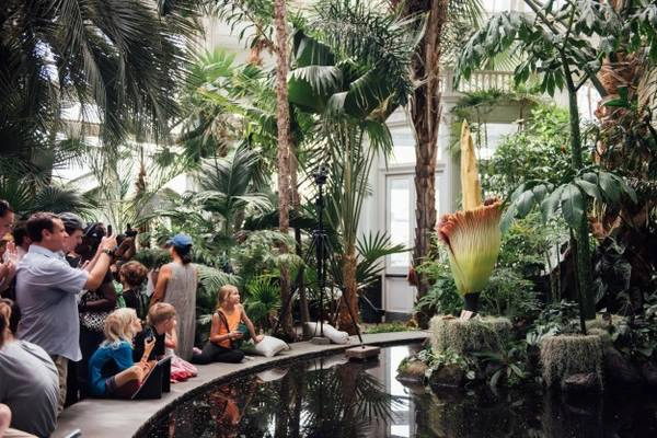 Theo NYBG, loài cây quý hiếm có tên khoa học là Amorphophallus titanum này xuất hiện lần gần đây nhất ở vườn là vào năm 1939. 